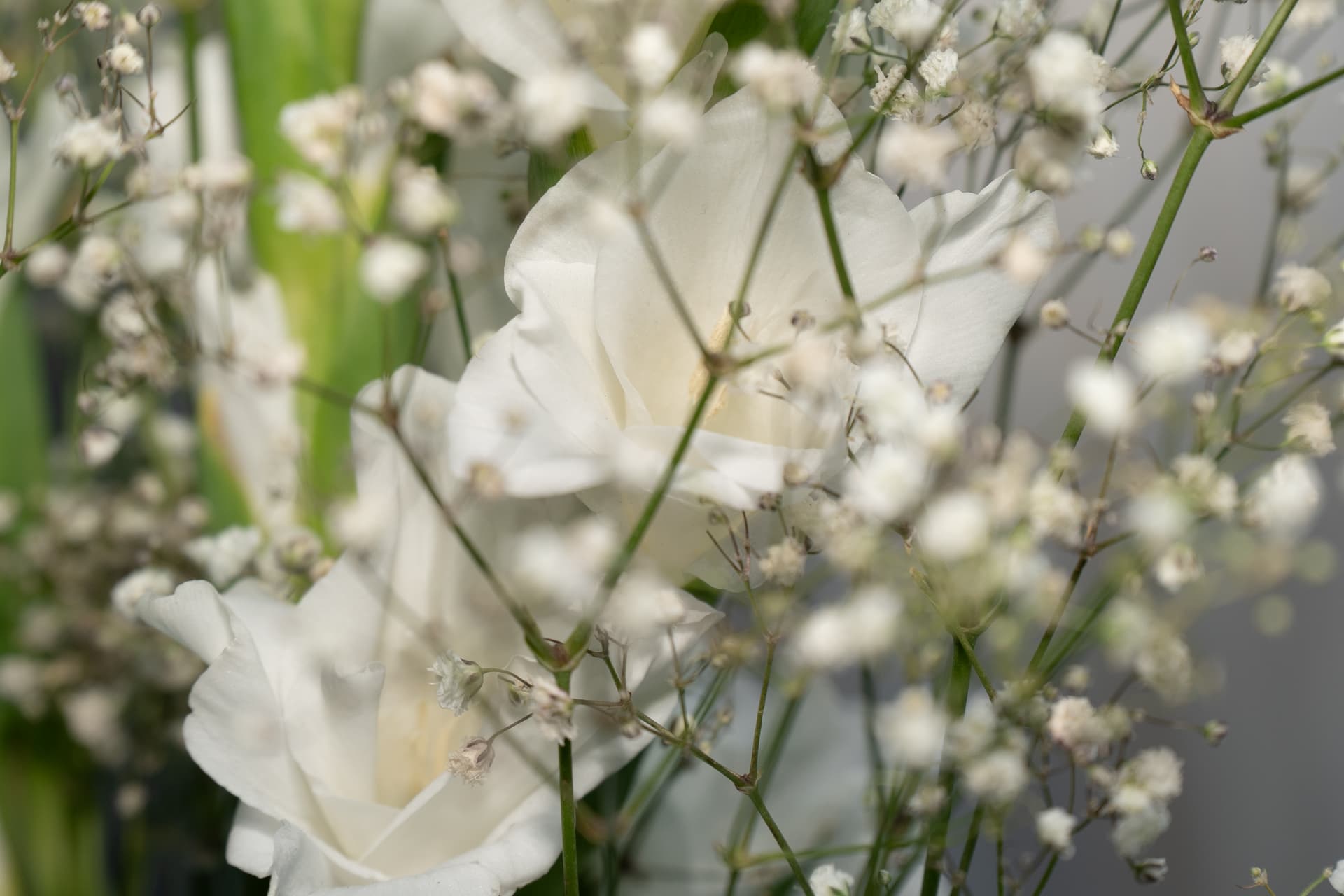 Macro close-up of white roses framed by clouds of gypsophila