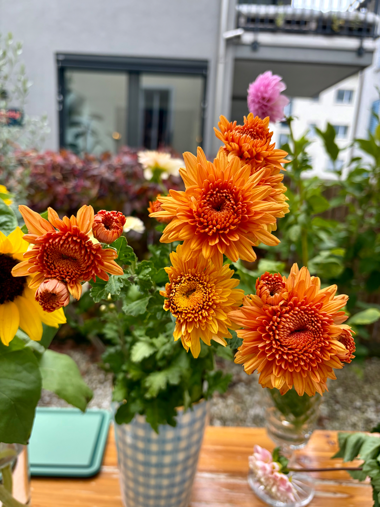 Orange chrysanthemums in a blue-and-white checkered cup beside a sunflower on a wooden garden table