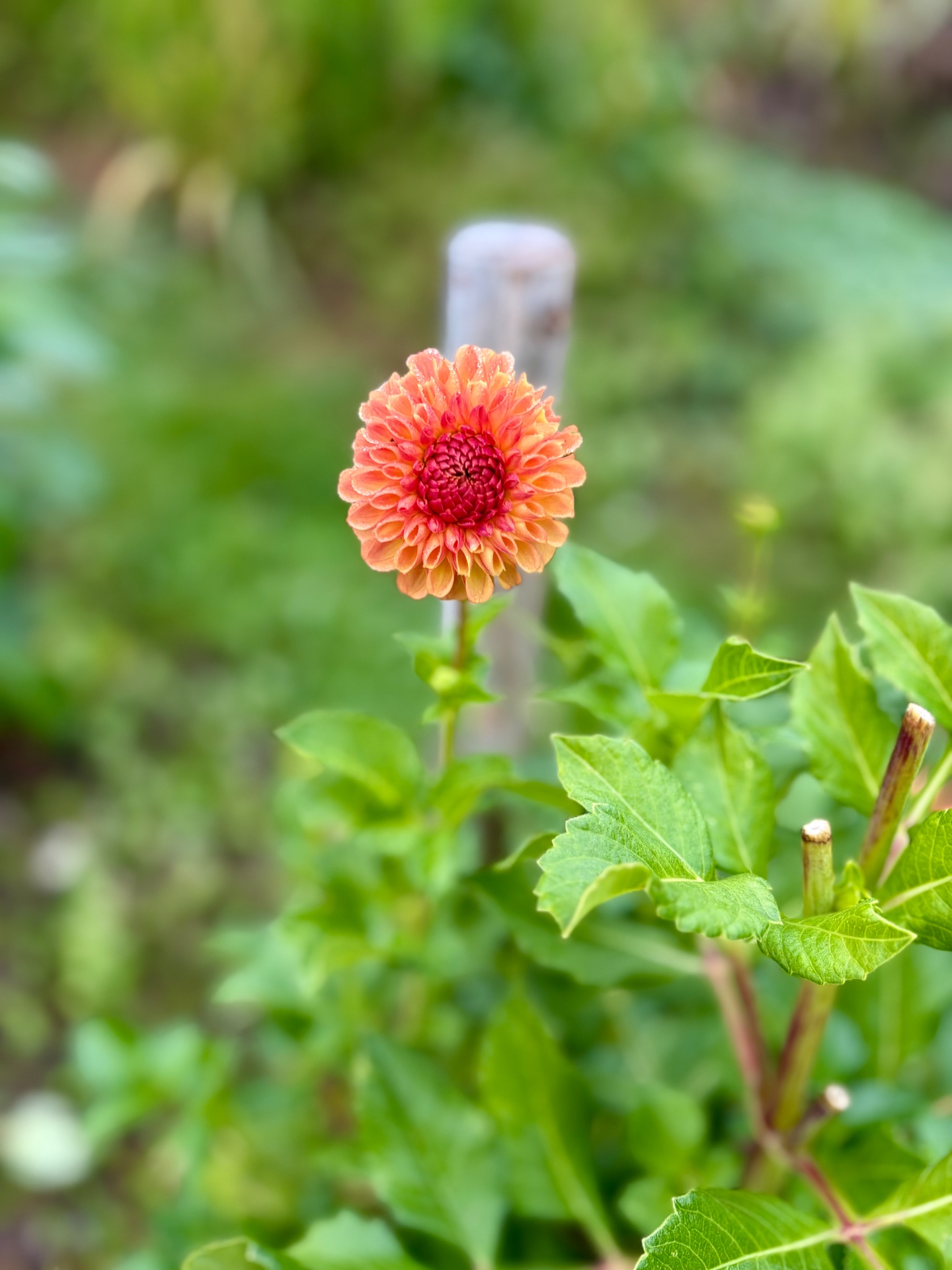 Coral-orange dahlia with a deep pink centre growing beside a wooden stake in the flower field