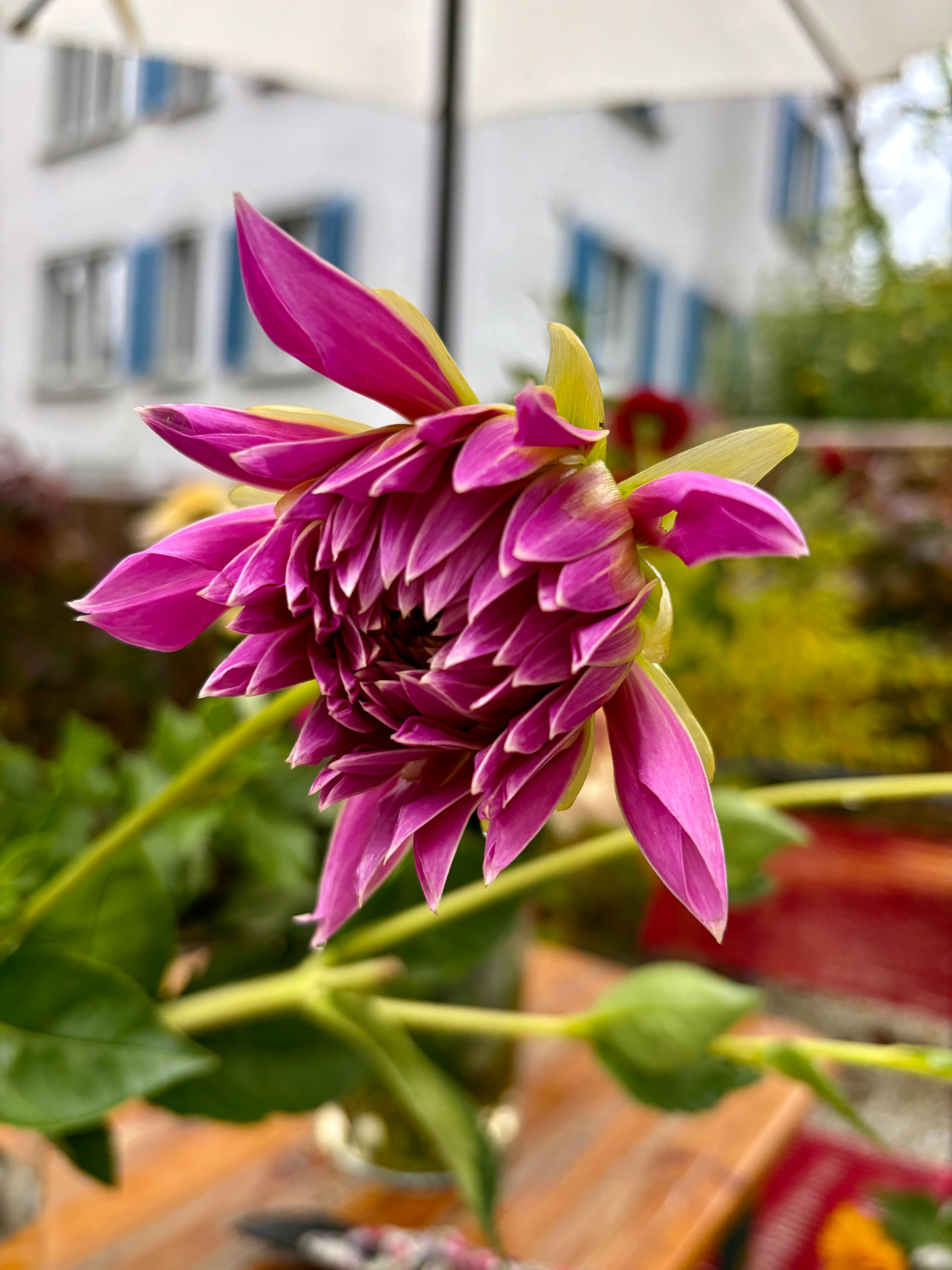 Magenta dahlia in full bloom resting on a wooden patio table under a white umbrella at the private birthday event