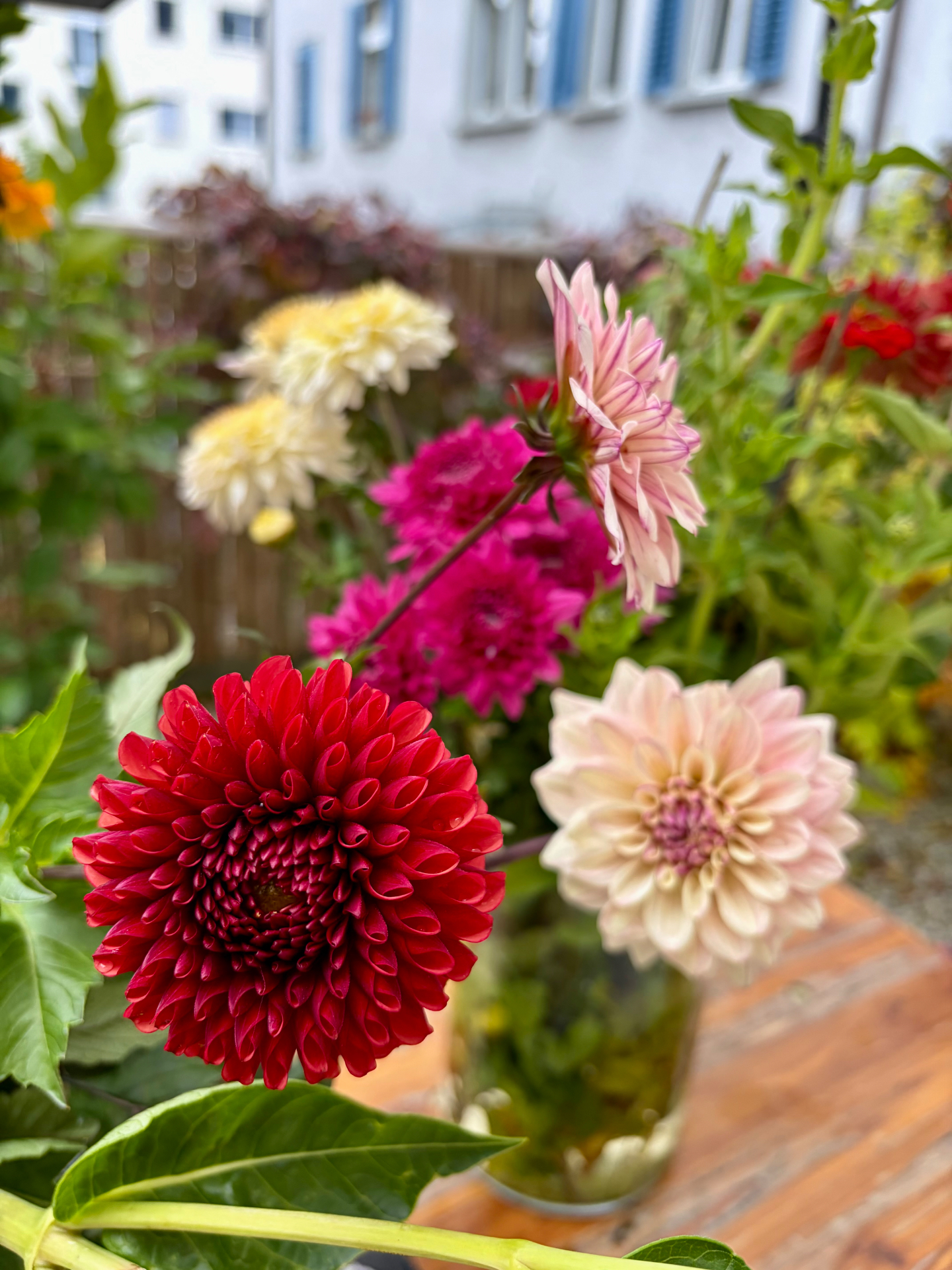 Glass jar of dahlias on a wooden garden table — a deep red bloom in the foreground, cream, magenta and pale yellow flowers behind, a house softly blurred