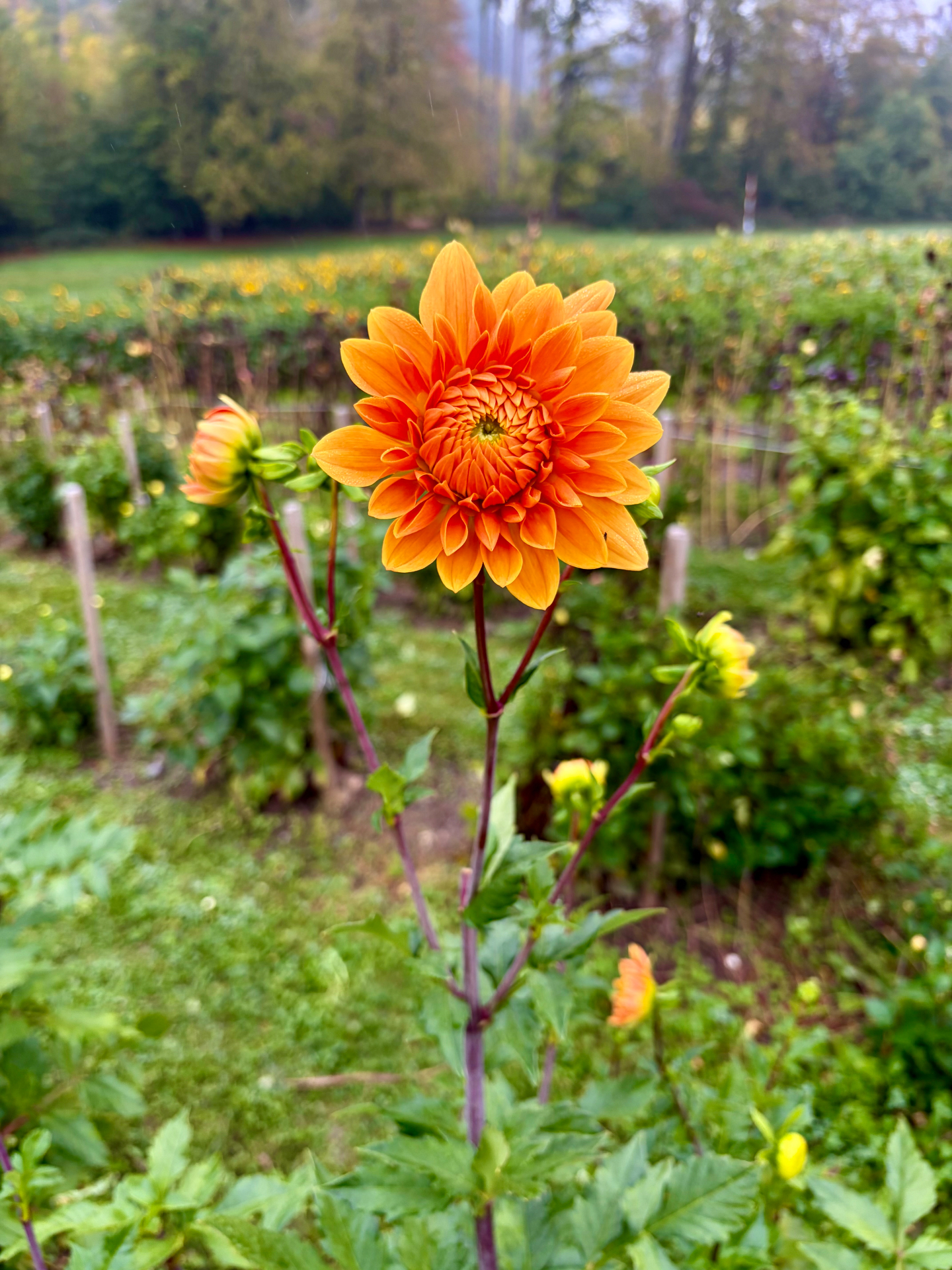 Single orange dahlia blooming on its stem in a flower field with wooden stakes and a tree line behind