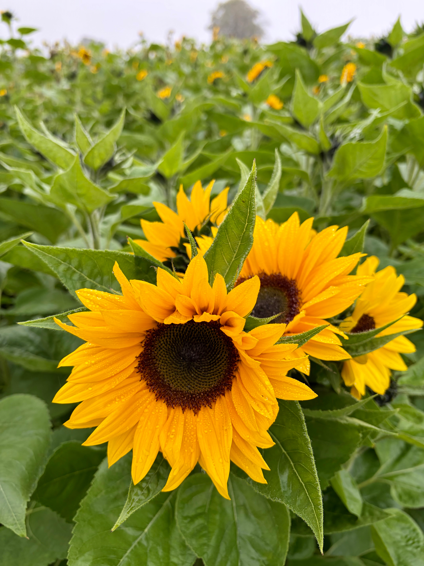 Bright yellow sunflowers covered in raindrops growing in a green flower field